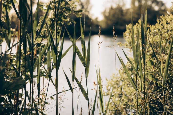 Hébergement AbracadaRoom : L'Etang des P'tits Plaisirs -Refuge en nature 2 - Image 34