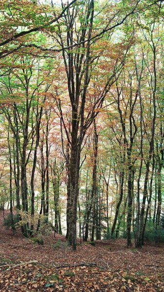 Hébergement AbracadaRoom : Nuit perchée en hamac n°2 - Image 11