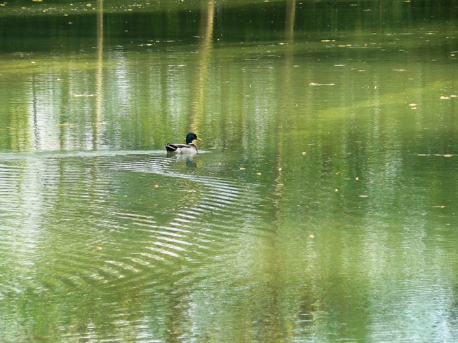 Domaine AbracadaRoom : La Maison de l'étang - Image 10