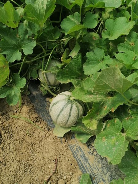 Hébergement AbracadaRoom : La Roulotte Spa bohème - Image 15