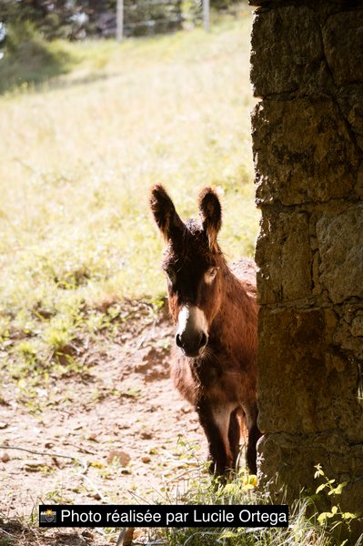 Hébergement AbracadaRoom : Aventura Lodge Solio - Image 11