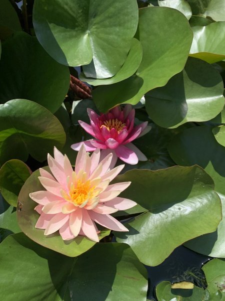 Domaine AbracadaRoom : Cabane lodge avec spa privatif dans le Lot - Image 22