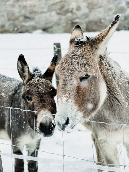 Hébergement AbracadaRoom : Dôme au milieu des Alpagas - Image 27