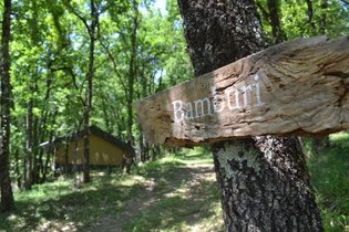 Bamburi, in the woods