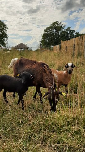 Hébergement AbracadaRoom : Dôme - Image 7