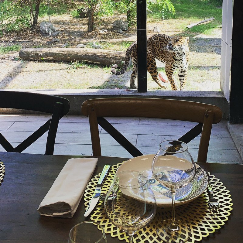 Lodge Jaguars & Spa & Dîner - Accès au zoo à Pessac (6)