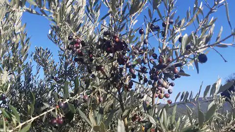 Domaine AbracadaRoom : La ferme Blandine agriculture biologique - Image 23