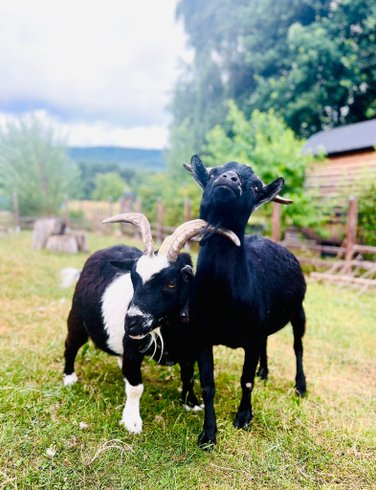 Hébergement AbracadaRoom : La roulotte du Mond'idéal - Image 2