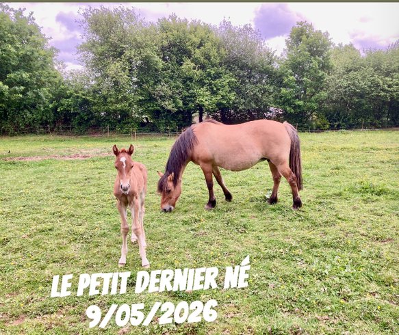Hébergement AbracadaRoom : Vue Poneys Pony House : séjour nature en Normandie - Image 26