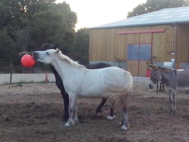 Domaine AbracadaRoom : Écurie Leseigneur - Image 2