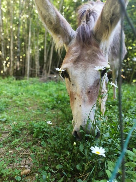 Hébergement AbracadaRoom : Terra Bosca - La roulotte - Image 20