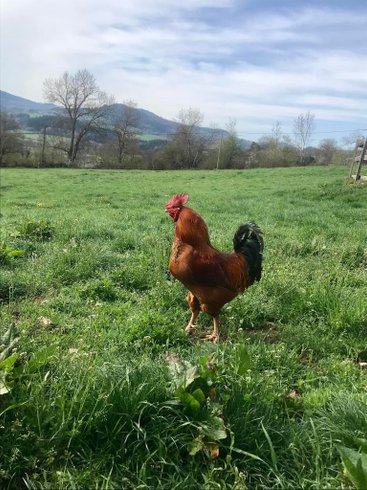 Hébergement AbracadaRoom : Roulotte Colibri - Image 22