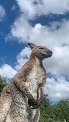Hébergement AbracadaRoom : Hutte au milieu des wallabies - Image 4