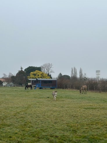 Hébergement AbracadaRoom : Roulotte Bluebell - Image 9