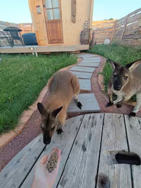 Expérience unique et insolite : Far West & Wallaby à Laperrière Sur Saone (25)