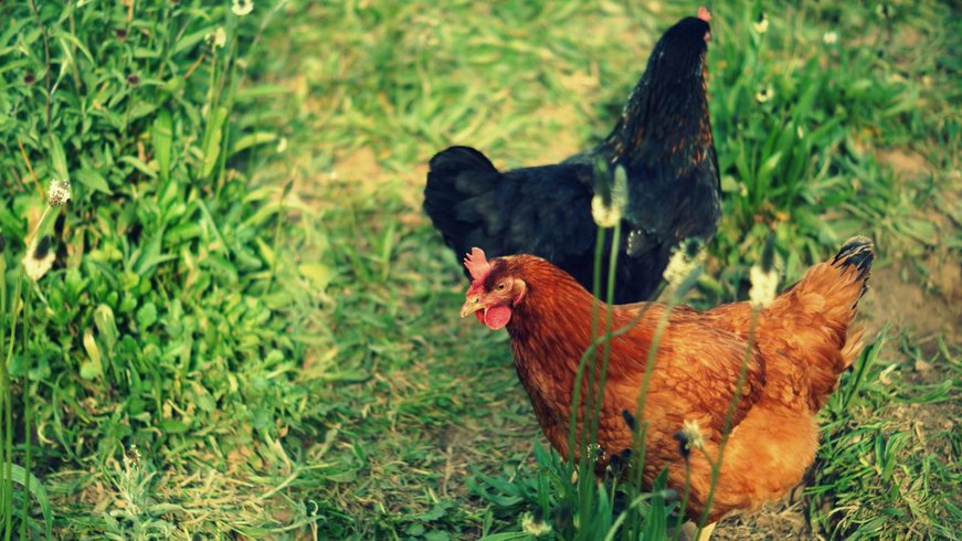 Domaine AbracadaRoom : La Ferme de la Goursaline - Image 4