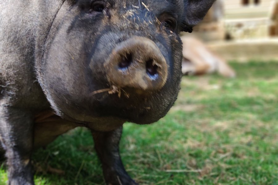 La Roulotte d'Emilie & SPA — photo 2