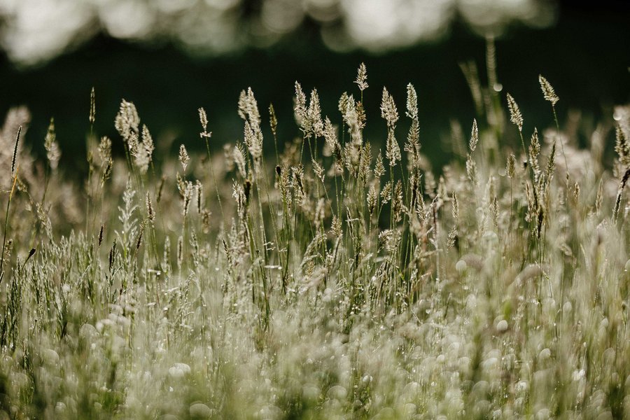Hébergement AbracadaRoom : Bulle au sommet du Chêne & Spa - Image 12
