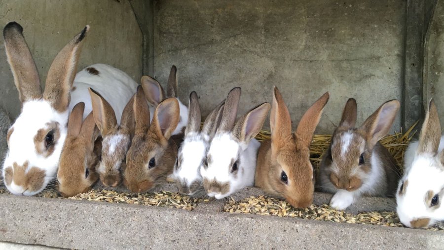 Domaine AbracadaRoom : Casa Sana - Image 14