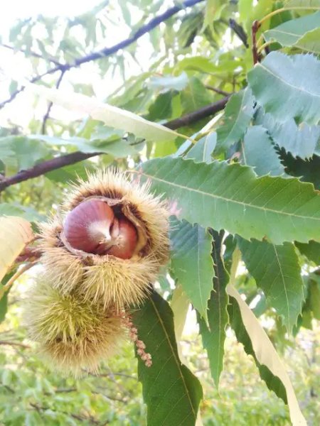 Domaine AbracadaRoom : La ferme Blandine agriculture biologique - Image 22