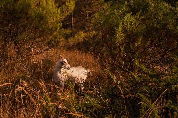 Hébergement AbracadaRoom : Homnest - L'Observatoire des Préalpes - Au coeur d'un haras - Image 47