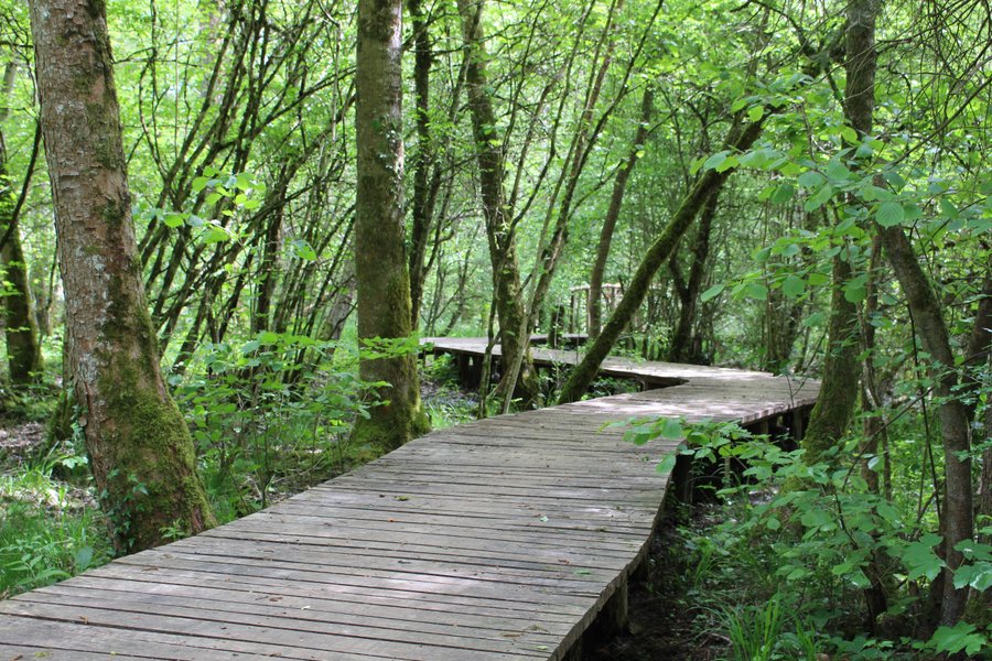 Domaine AbracadaRoom : La Combe Rossignol - Image 4