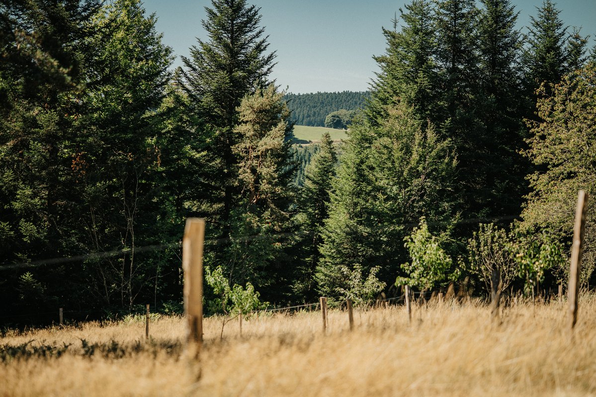 Homnest - L'Instant Sauvage - Vue Cimes & Forêt à Riotord (40)