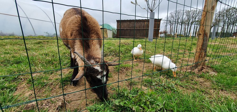Hébergement AbracadaRoom : Tiny House L'Écurie - Image 20