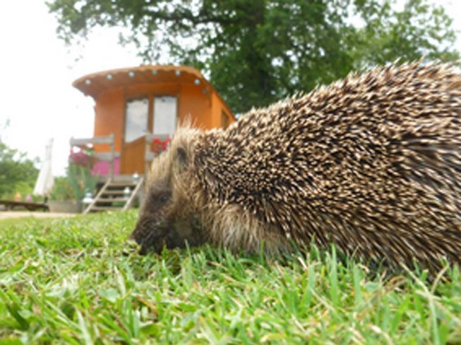 Hébergement AbracadaRoom : La Roulotte Tzigane - Image 5