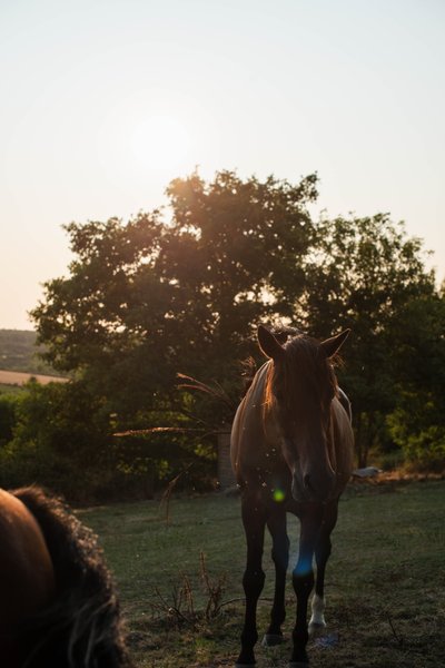 Hébergement AbracadaRoom : Tiny A-frame & Spa - Image 11