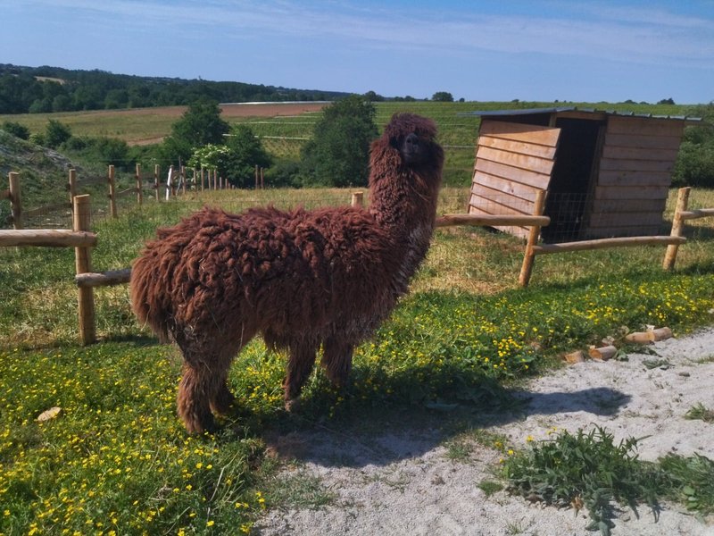 Domaine AbracadaRoom : Les Chemins d'Ambre & Thaïs - Image 10