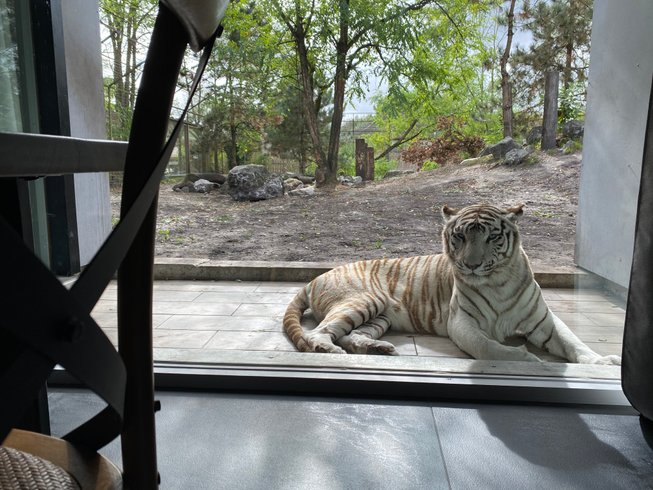 Domaine AbracadaRoom : Zoo de Bordeaux Pessac - Night expérience - Image 10