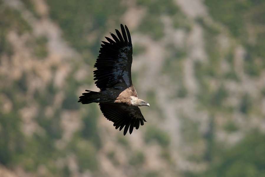 Domaine AbracadaRoom : Terre des Baronnies - Image 8