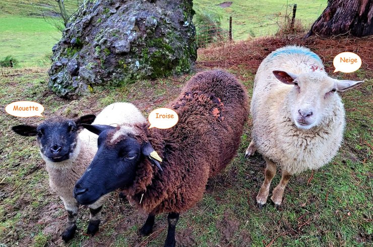 Hébergement AbracadaRoom : Tente cabane "Shouca" - Image 13