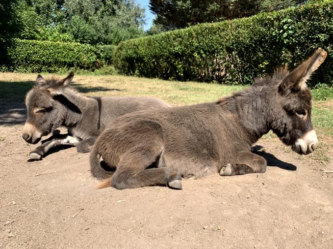 Domaine AbracadaRoom : Ecoland - Image 10