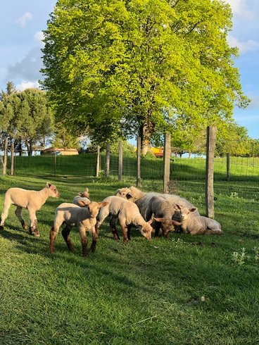 Domaine AbracadaRoom : Domaine de la Roche Bellin - Image 15