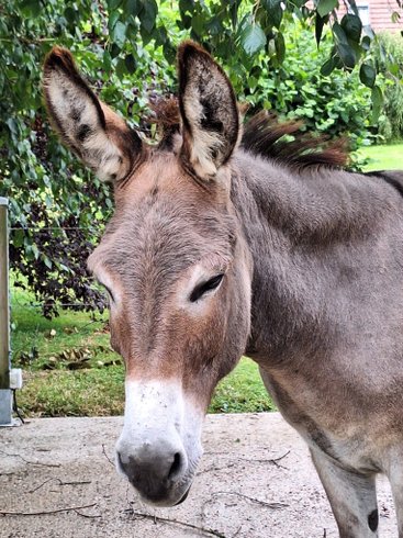 Domaine AbracadaRoom : Roulotte & Respire - Image 6