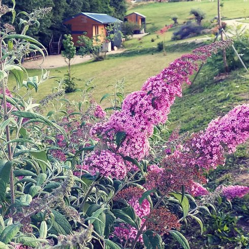 Domaine AbracadaRoom : Le monde d'Echozellia - Image 3