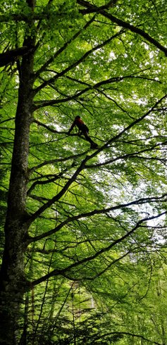 Domaine AbracadaRoom : Hêtre en Forez - Image 5