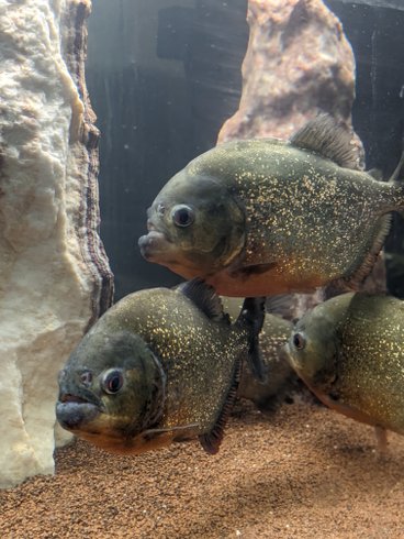 Hébergement AbracadaRoom : Nuit insolite avec Spa, sauna et jardin privatifs immersion en AMAZONIE - Image 15