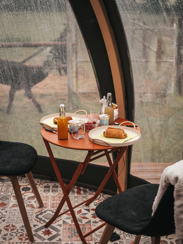 Les alpagas du clos à La Cerlangue (15)