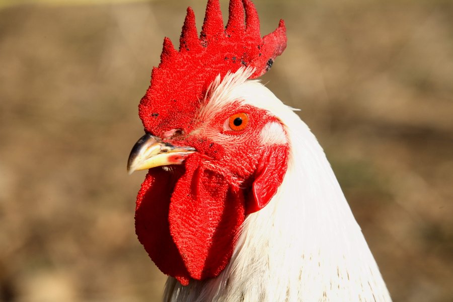 Domaine AbracadaRoom : Nid'Oiselet - Image 10