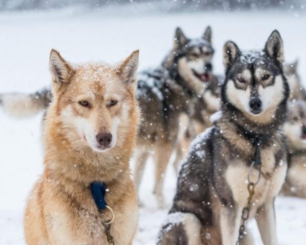 Hébergement AbracadaRoom : Kota 2 Ivalo - Séjour inoubliable auprès de huskies - Image 20