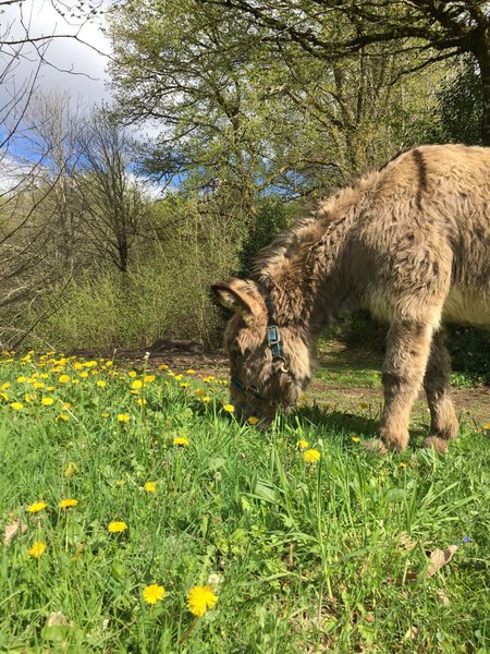 Domaine AbracadaRoom : Les Jardins d'Yzorche - Image 16