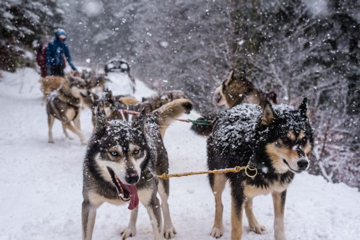 Kota 2 Ivalo - Séjour inoubliable auprès de huskies à Vassieux-En-Vercors (17)