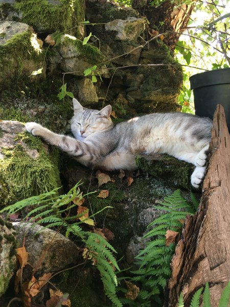 Hébergement AbracadaRoom : Yourte Enchantée au coeur de la Nature - Image 14