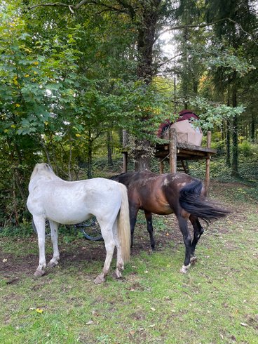 Hébergement AbracadaRoom : Petite Ourse - Image 7