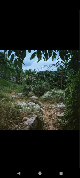 Domaine AbracadaRoom : La mauvaise herbe - Image 9