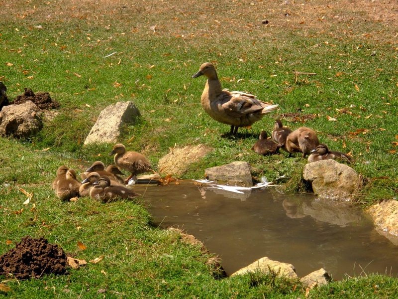 Domaine AbracadaRoom : Sur un Arbre Perché - Image 12