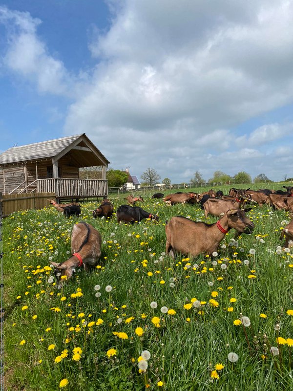 La Cabane de Jabi à Trémont (1)